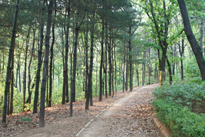 오금공원 산책길